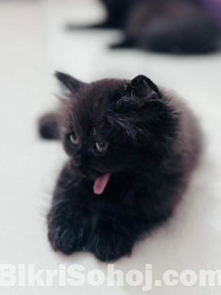 persian cat